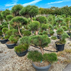 Borovica lesná (Pinus Sylvestris) - výška 160-200 cm, kont. C90L/110L - BONSAJ - DECO MISA (-30°C)